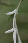 Field thistle